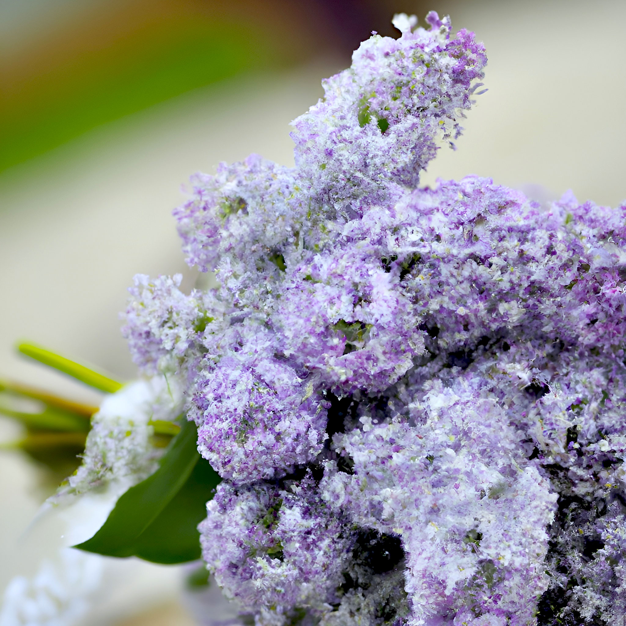 Lilac-Purple-June-Wedding-Color-Banner-from-Gentlemansguru.comjpg
